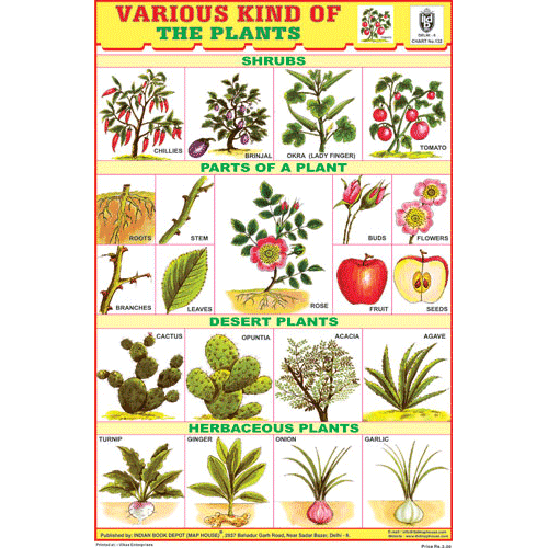 Herbs & Shrubs Size 24 X 36 Cms Chart No. 132