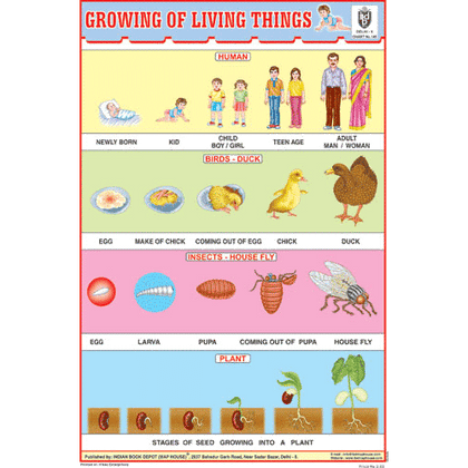 GROWING OF LIVING THINGS SIZE 24 X 36 CMS CHART NO. 149 - Indian Book Depot (Map House)
