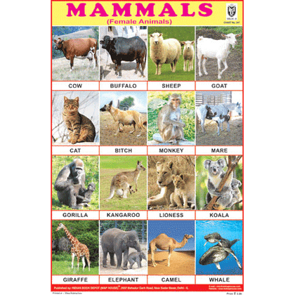 MAMMALS (FEMALE ANIMALS) SIZE 24 X 36 CMS CHART NO. 247 - Indian Book Depot (Map House)