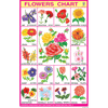 FLOWERS CHART (BIG) SIZE 24 X 36 CMS CHART NO. 35 - Indian Book Depot (Map House)