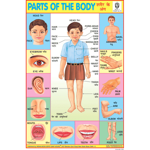 parts-of-the-body-chart-size-12x18-inchs-300gsm-artcard