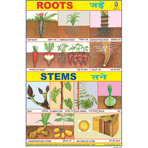 ROOTS CHART SIZE 24 X 36 CMS CHART NO. 85