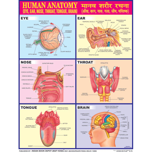 HUMAN ANATOMY (EYES, NOSE) CHART SIZE 45 X 57 CMS