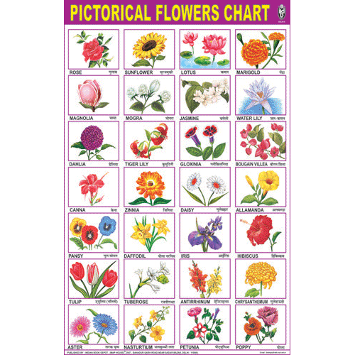 OUR FLOWERS CHART SIZE 50 X 75 CMS