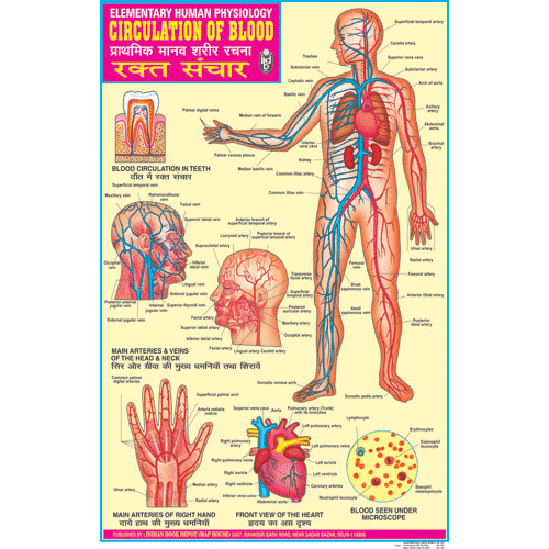 CIRCULATION OF BLOOD CHART SIZE 50 X 75 CMS