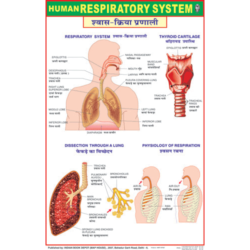 RESPIRATORY SYSTEM CHART SIZE 50 X 75 CMS