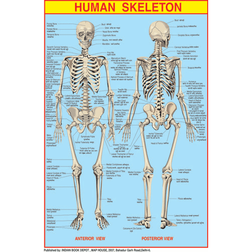 HUMAN SKELETON CHART SIZE 50 X 75 CMS