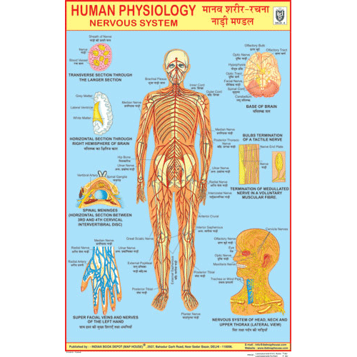 NERVOUS SYSTEM CHART SIZE 50 X 75 CMS