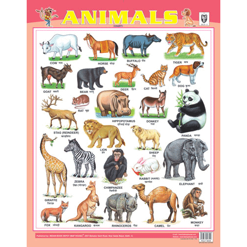 ANIMALS CHART SIZE 55 X 70 CMS