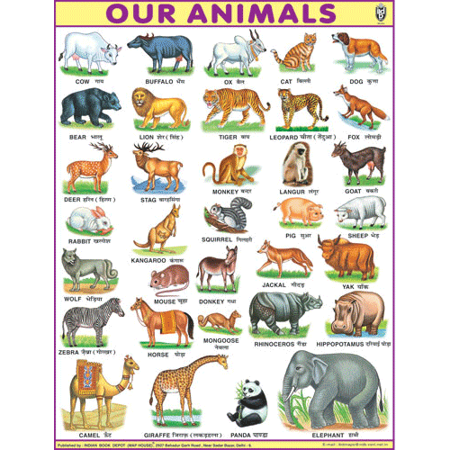 OUR ANIMALSJUMBO CHART SIZE 100 X 140 CMS